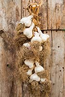 String of home grown garlic 'Solent Wight'