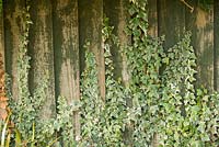 Varigated Ivy growing up an old garden fence,