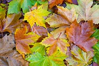 London Plane - Platanus acerifolia. Fallen leaves in autumnal colours