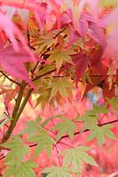 Acer palmatum 'Katsura' and Acer palmatum 'Red Jonas'