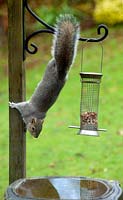 Squirrel on garden bird feeder
