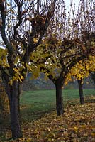 Acer campestre pruned as ornamental standard trees