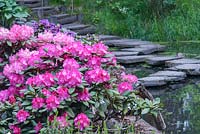 Rhododendron yakushimanum 'Sonatine'
