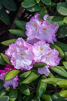 Rhododendron 'Koichiro Wada Dekora'