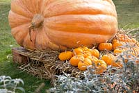 Huge and smaller pumpkins on pallet