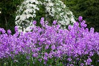 Hesperis matronalis in the cutting garden at Perch Hill. Sweet rocket, Dame's rocket, Damask violet, Dame's-violet