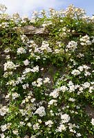 Rosa 'Wedding Day' growing on stone wall