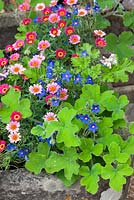 Argyranthemum 'Cherry Red' growing in a stone trough with Anagallis 'Angie Blue' and Pelargonium tomentosum