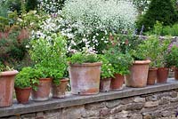 Row of scented geraniums in pots on a wall at Hanham Court