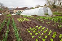 Charles Dowding's organic vegetable garden
