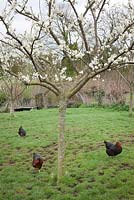 Chickens in Charles Dowding's organic vegetable garden