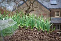 Garlic 'Solent White' growing in Charles Dowding's organic vegetable garden