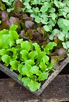 Young salad leaf seedlings