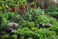 Cats in the polytunnel