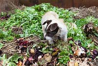 Tiggy the dog foraging on the compost heap