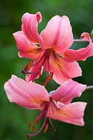 Lilium 'Pink Flavour'. Lily