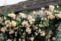Rosa Phyllis Bide - Llanllyr, Talsarn, Near Lampeter, Wales. Welsh Historic Garden Grade II. June  