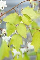 Vancouveria hexandra - American barrenwort, May