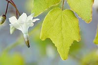 Vancouveria hexandra - American barrenwort  