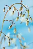 Vancouveria hexandra - American barrenwort 