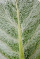 Salvia argentea - Silver sage  