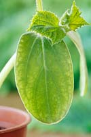 Cucumis sativus 'Vega' - Cucumber. Young plant showing seed leaves and first true leaves