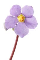 Ramonda myconi AGM - Pyrenean violet