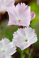 Dianthus 'Whatfield Wisp' - Alpine pink