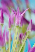 Allium falcifolium - Sickle-headed garlic 