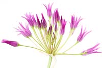 Allium falcifolium - Sickle-headed garlic 