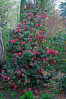 Camellia japonica 'Cruciata'