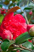 Camellia japonica 'Kramer's Supreme'