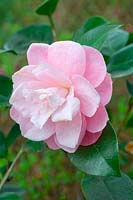 Camellia japonica 'Showa No Hikari'