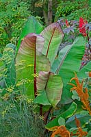 Musa - Banana plant