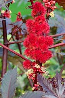 Ricinus communis 'Carmencita Bright Red' - Castor Bean