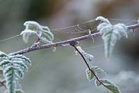 Hoar frost on Rubus thibetanus