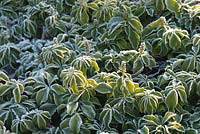 Pachysandra terminalis with frost