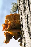 Tilia platyphyllos - Bracket fungi and lichen on lime tree