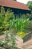 Raised beds in vegetable garden, Tropaeolum and Zea Mays 