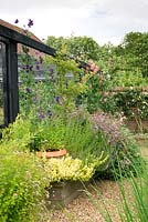 Raised bed with herbs, fruit cage, gravel paths, Malus espalier and Lathyrus 