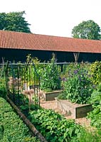 Vegetable garden with raised beds, Lathyrus on wigwams 