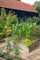 Raised beds in vegetable garden, fruit cage, gravel paths, Sweetcorn, Tropaeolum and Lathyrus 