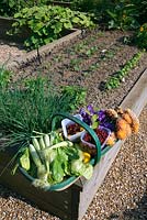 Raised vegetable bed with trug of freshly picked flowers, fruit and vegetables