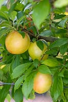 Prunus - Japanese Plums