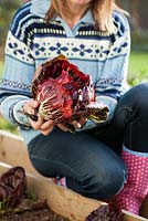Woman harvesting Chicory 'Palla rossa 3'