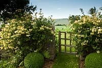 Lonicera growing over dry stone walls flanking gate - Old Barn