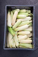 Freshly harvested sweetcorn in a crate