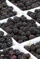 Picked blackberries