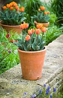 Tulip 'Princes Irene' in terracotta pots