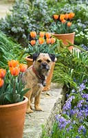 Very handsome border terrier dog amongst pots of Tulipa 'Princes Irene'